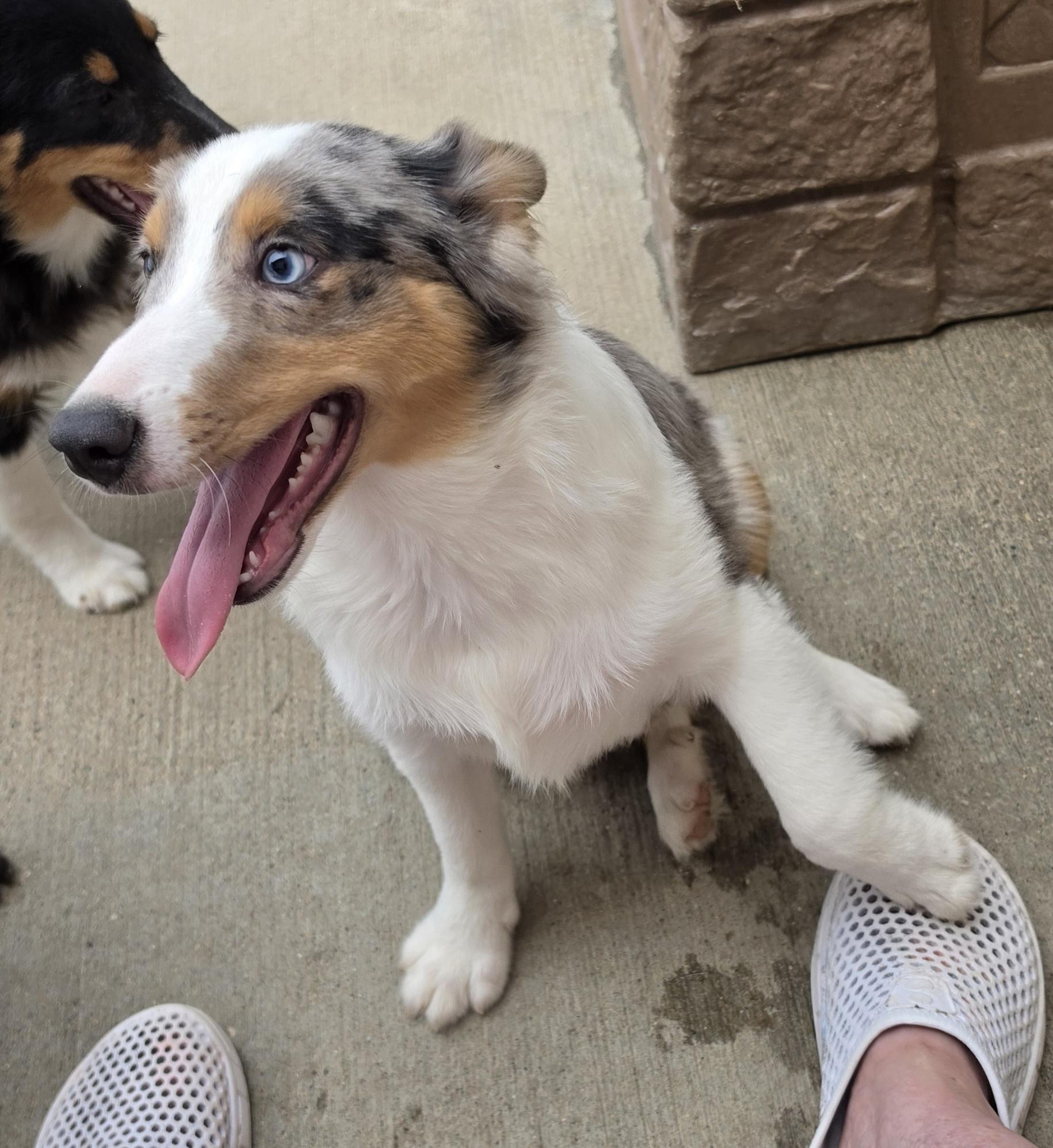 Ribeye - Sheltie Pup, a ADOPTABLE Shetland Sheepdog / Sheltie in Terre Haute, IN image 2/4