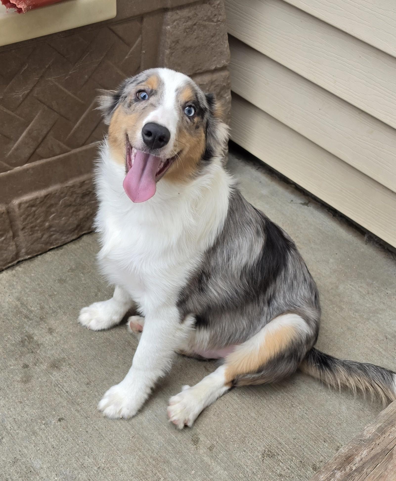 Ribeye - Sheltie Pup, ADOPTABLE, Puppy Male Shetland Sheepdog / Sheltie.