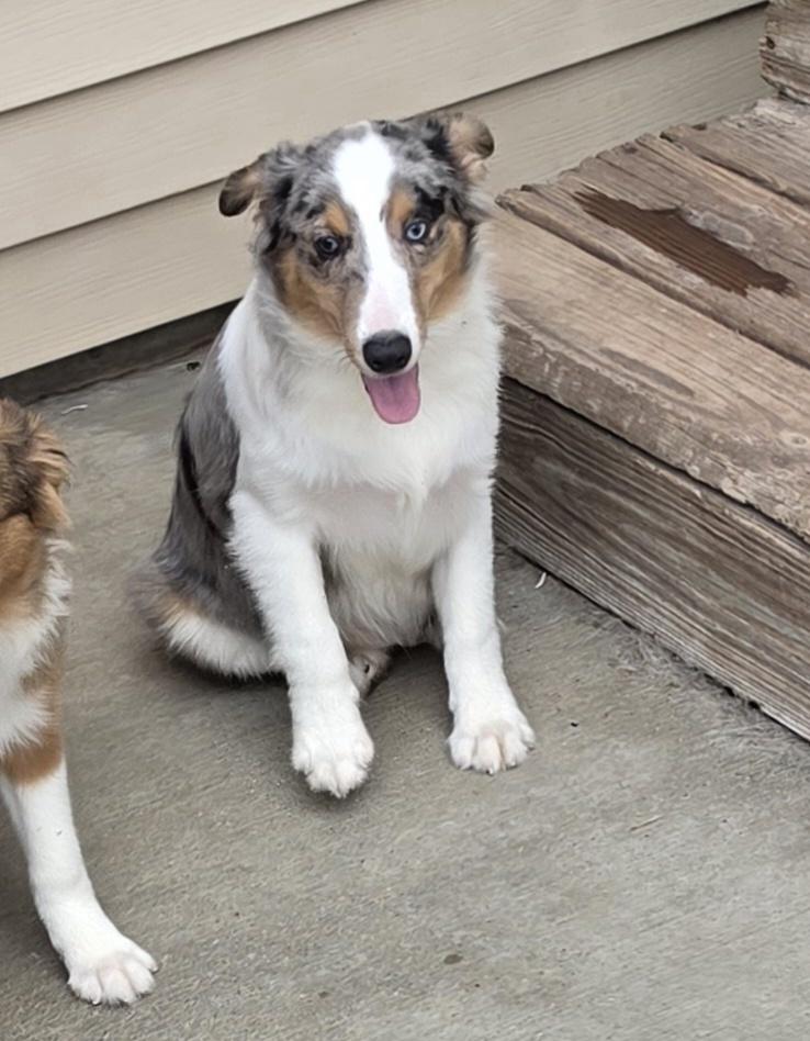 Ribeye - Sheltie Pup, a ADOPTABLE Shetland Sheepdog / Sheltie in Terre Haute, IN image 4/4