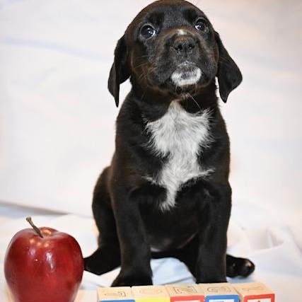 Enlarge Twila, a Adoptable Mixed Breed in Marietta, GA image 1/1