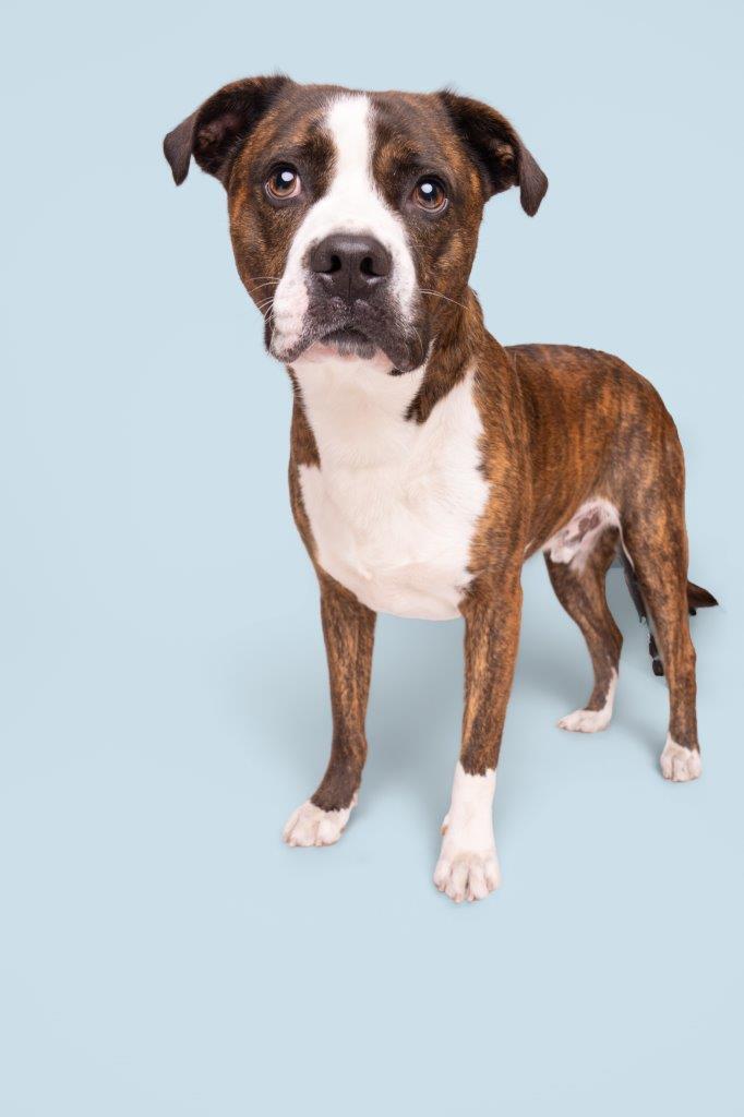 Rudy, a ADOPTABLE mixed breed in Wilmington, NC image 2/3