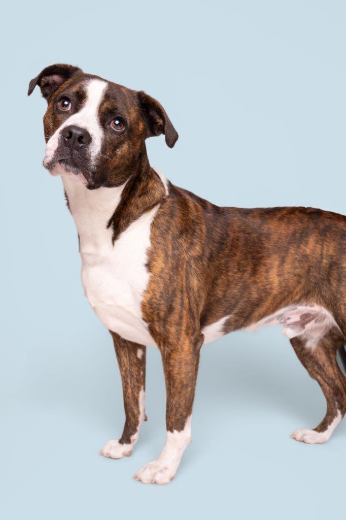 Rudy, a ADOPTABLE mixed breed in Wilmington, NC image 3/3