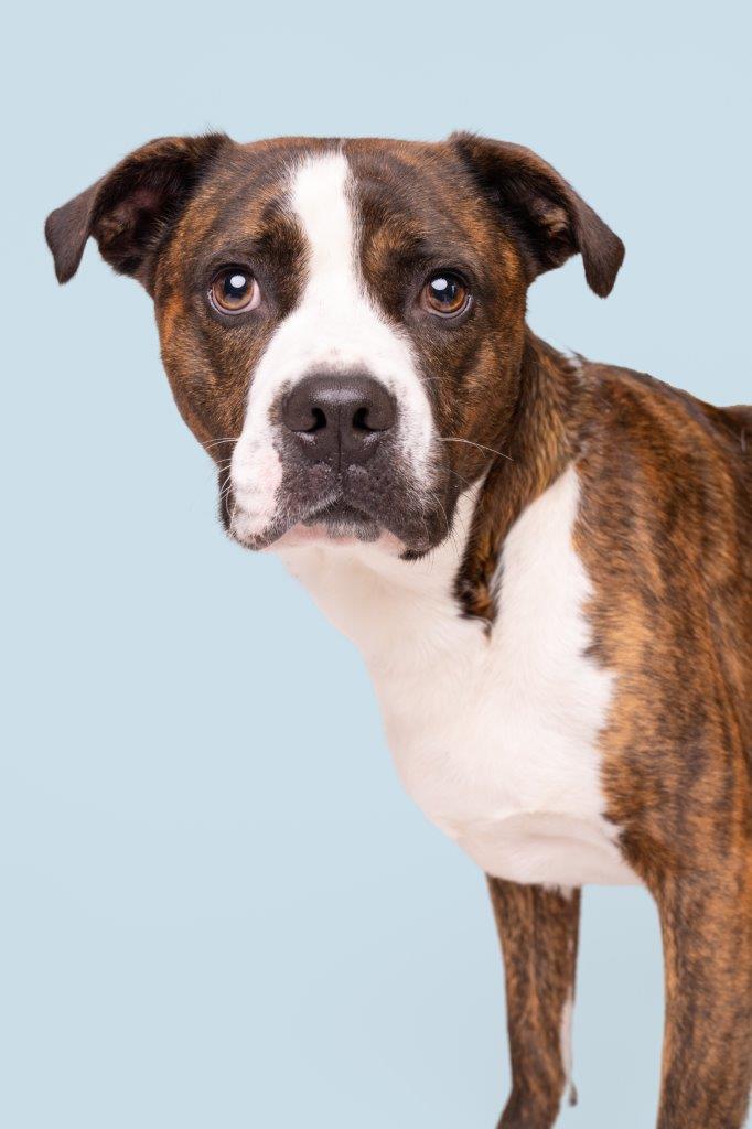 Rudy, a ADOPTABLE mixed breed in Wilmington, NC image 1/3