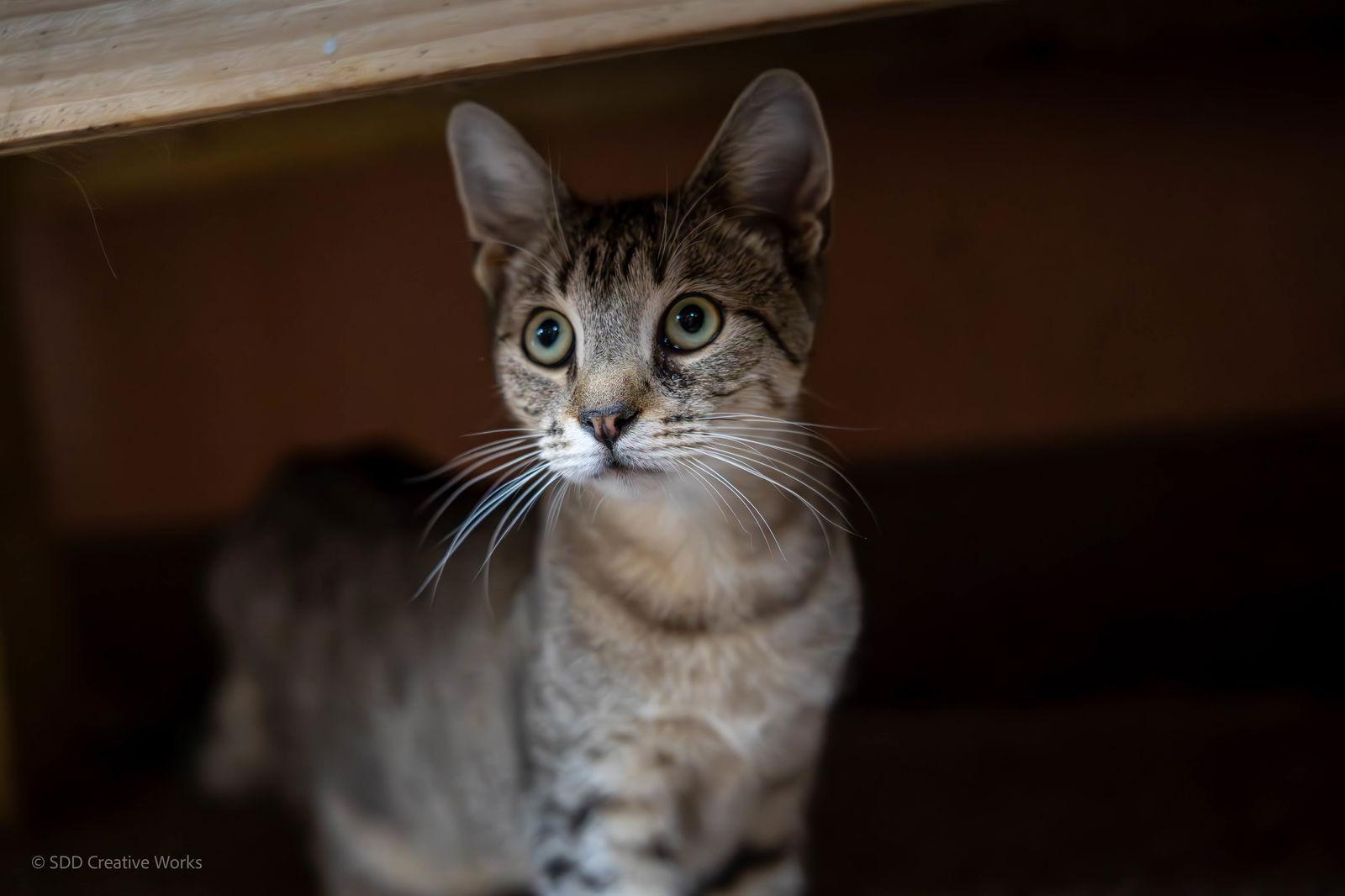 Fritzie, Adoptable, Young Male Domestic Short Hair.