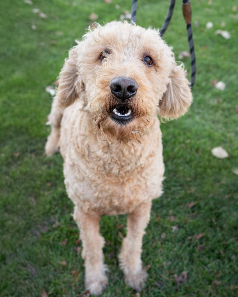 Enlarge Shadow, a Adoptable Labrador Retriever in Boone, IA image 1/1