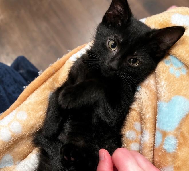 Archie, a Adoptable Domestic Short Hair in Haddon Heights, NJ image 2/2