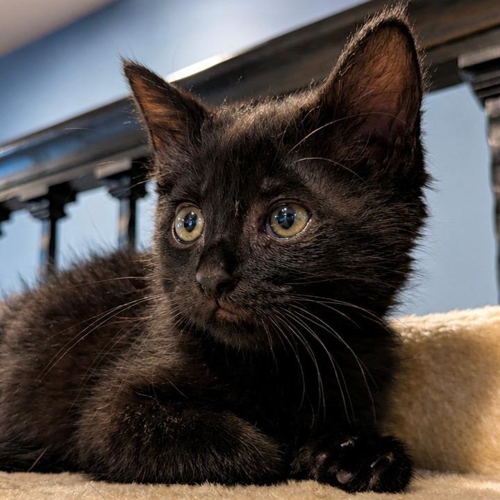 Archie, a Adoptable Domestic Short Hair in Haddon Heights, NJ image 1/2