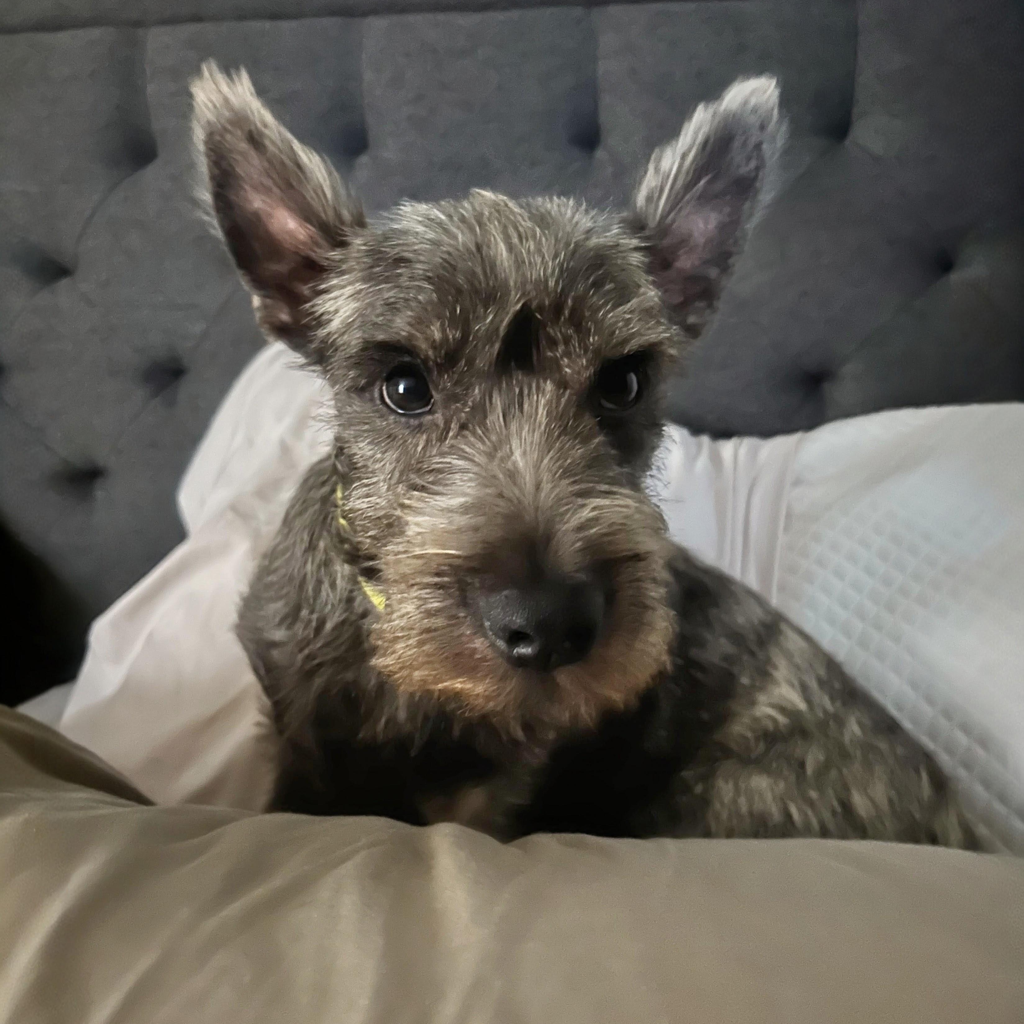 Simon, an adopted mixed breed in Baltimore, MD image 1/6