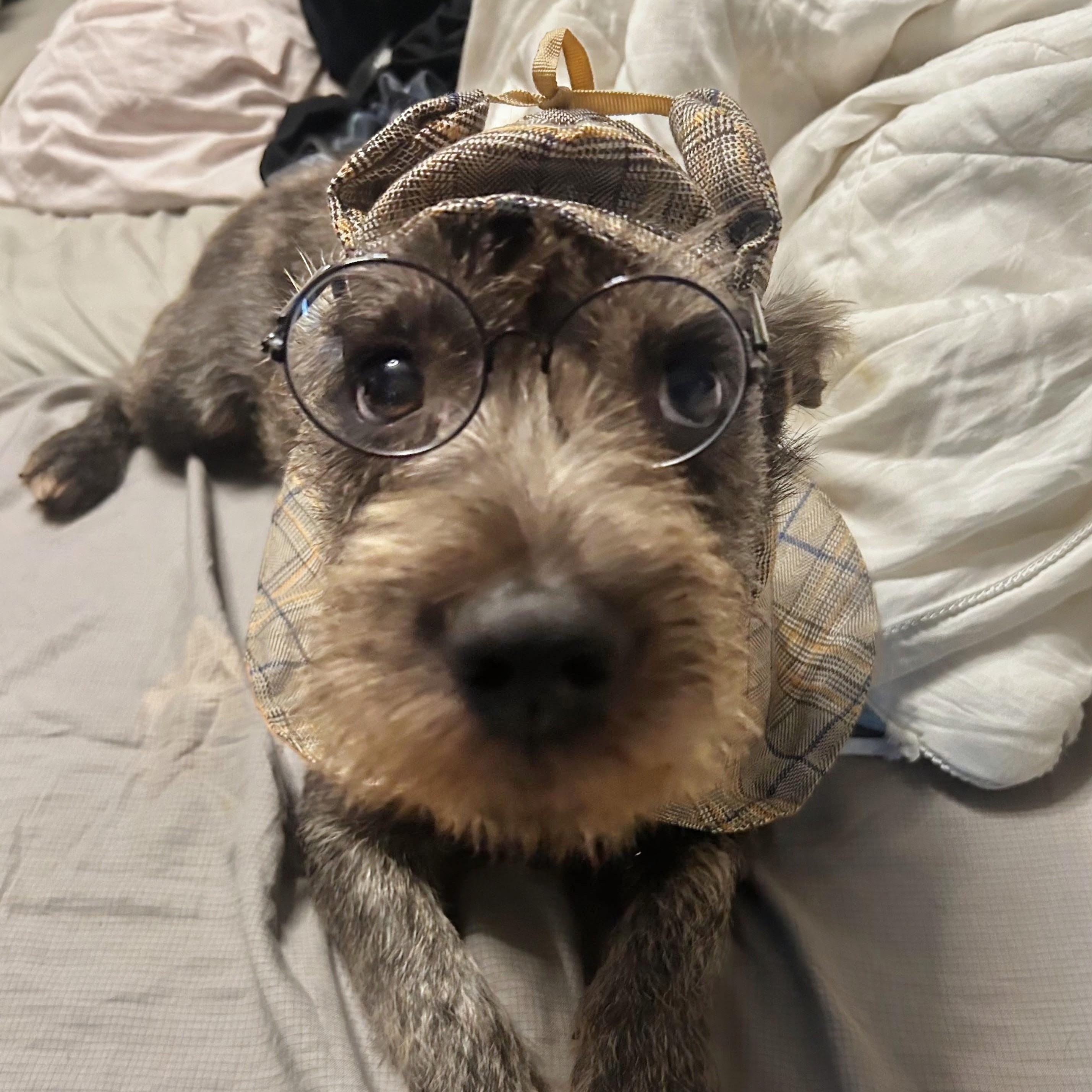 Simon, an adopted mixed breed in Baltimore, MD image 2/6