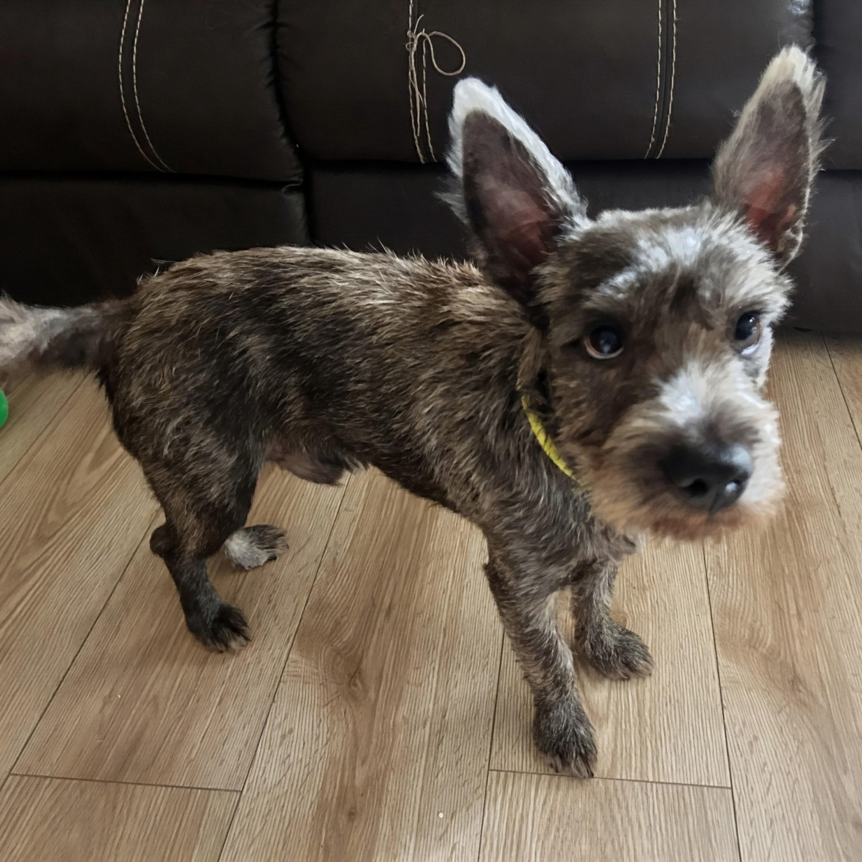 Simon, an adopted mixed breed in Baltimore, MD image 4/6
