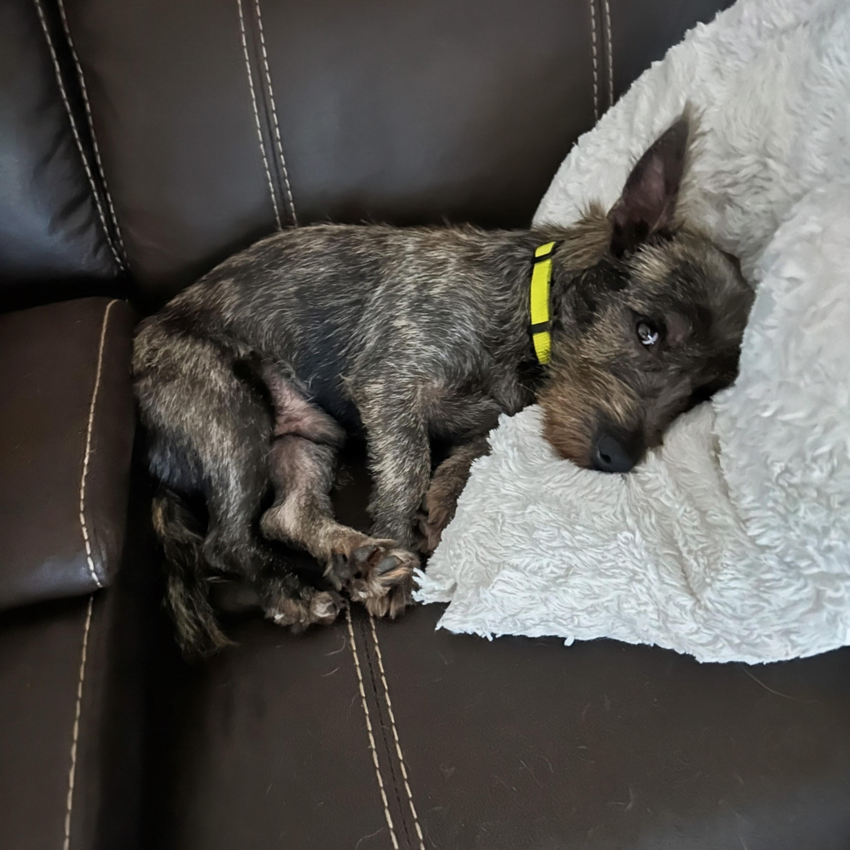 Simon, an adopted mixed breed in Baltimore, MD image 6/6