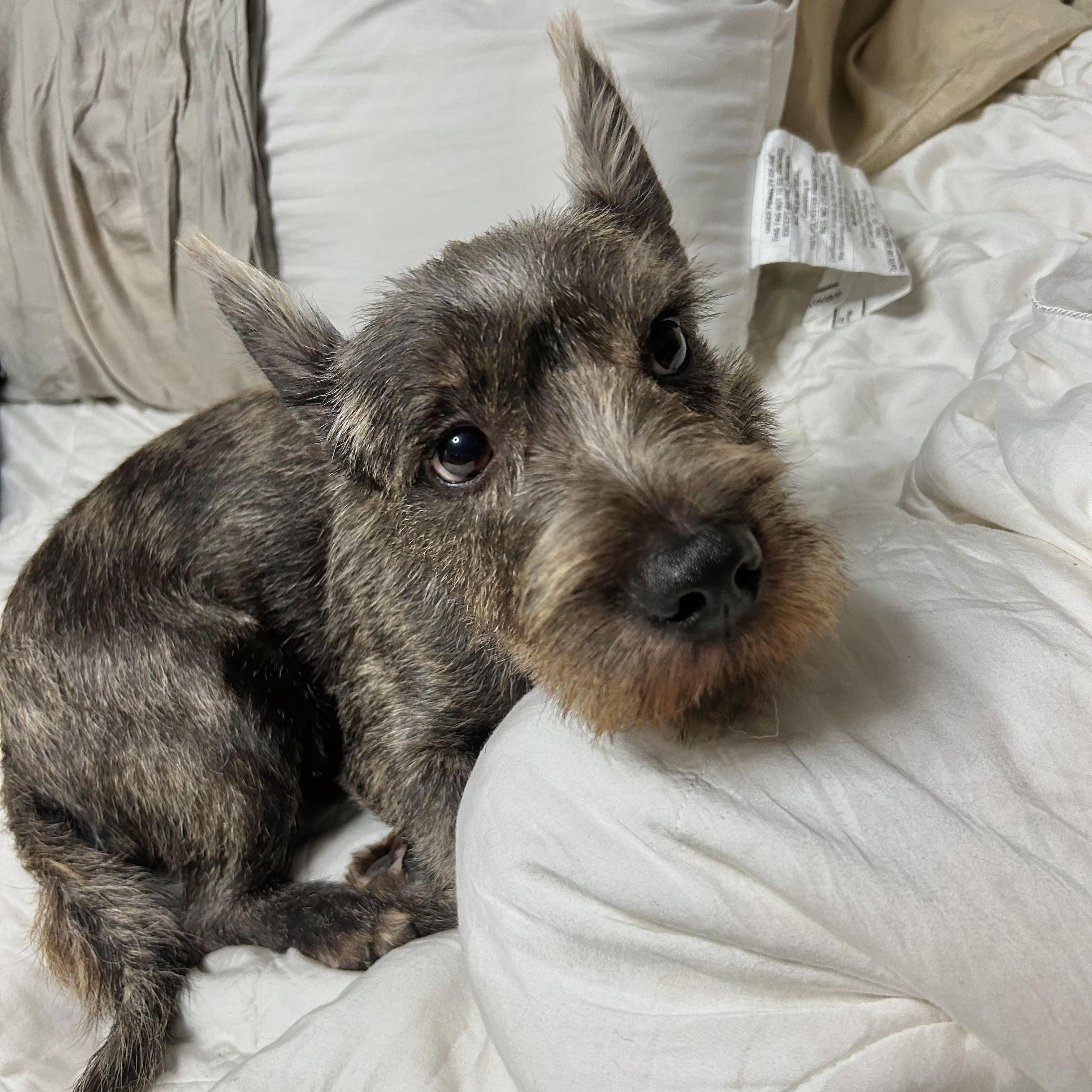 Simon, an adopted mixed breed in Baltimore, MD image 3/6