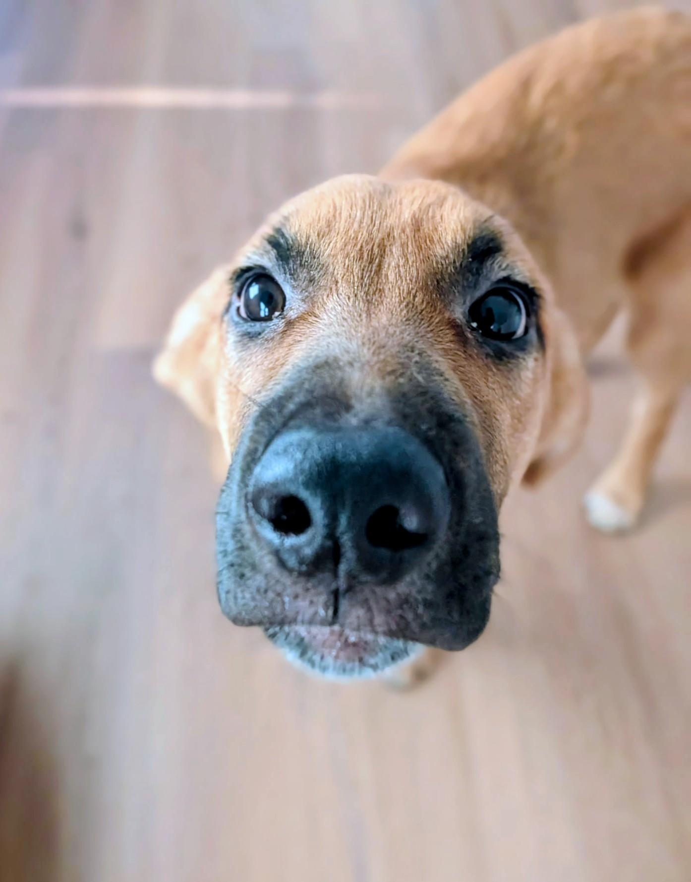 Enlarge Nash, an adopted mixed breed in Thornton, CO image 6/6