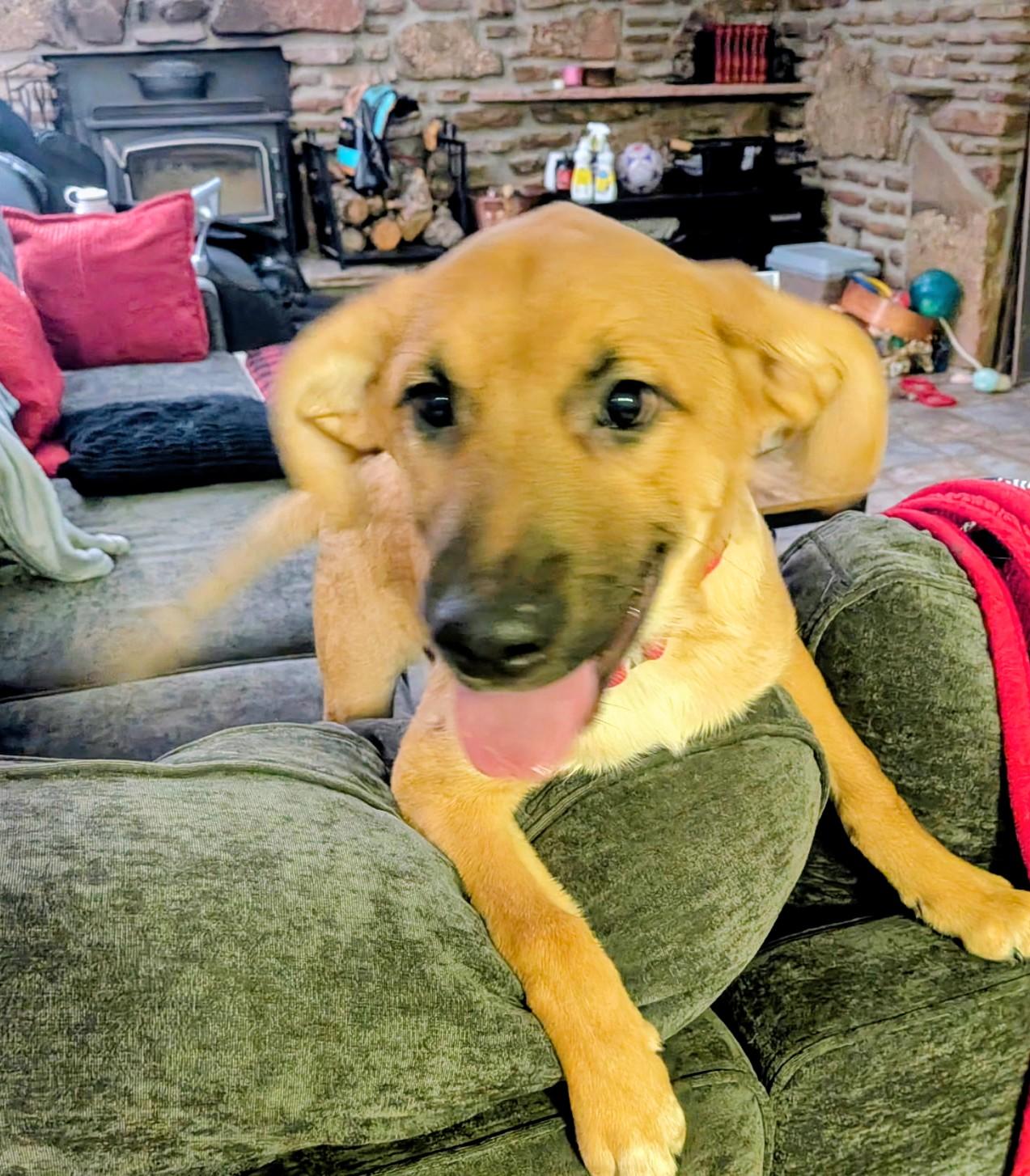 Nash, adopted, Young Male Shepherd & Mixed Breed.
