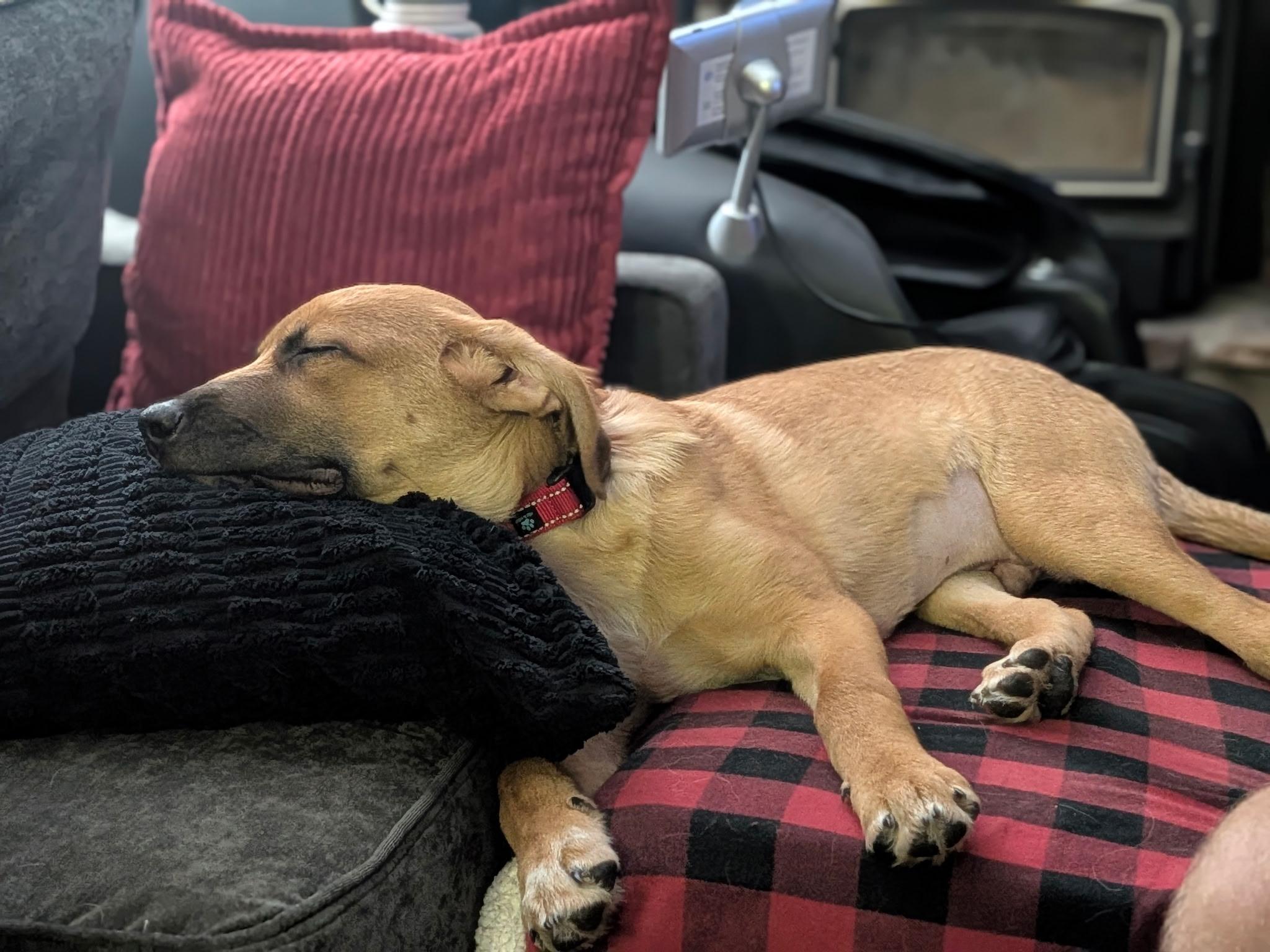 Enlarge Nash, an adopted mixed breed in Thornton, CO image 5/6