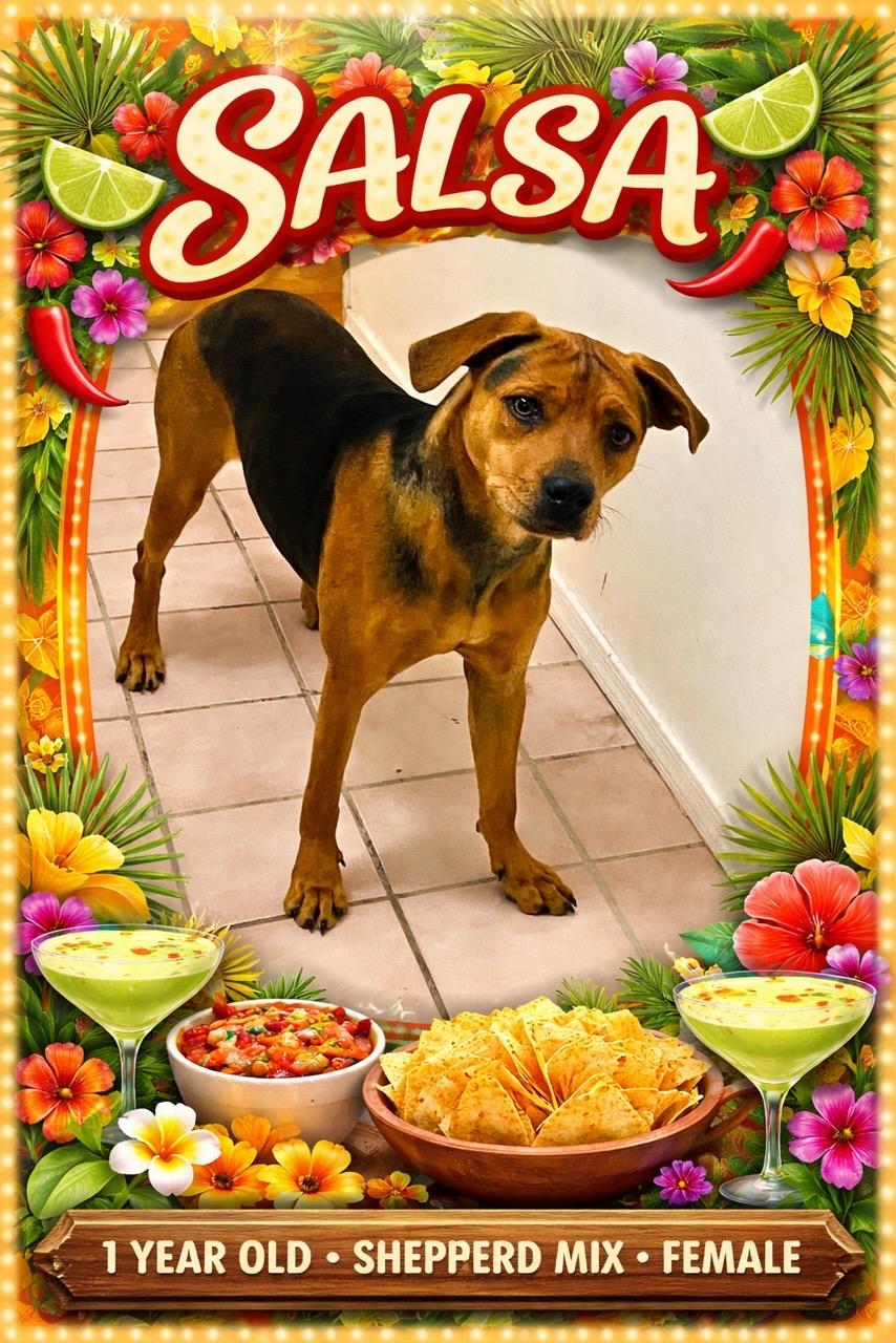 SALSA  – 1  YEAR OLD SHEPHERD MIX FEMALE , ADOPTABLE, Adult Female Shepherd.