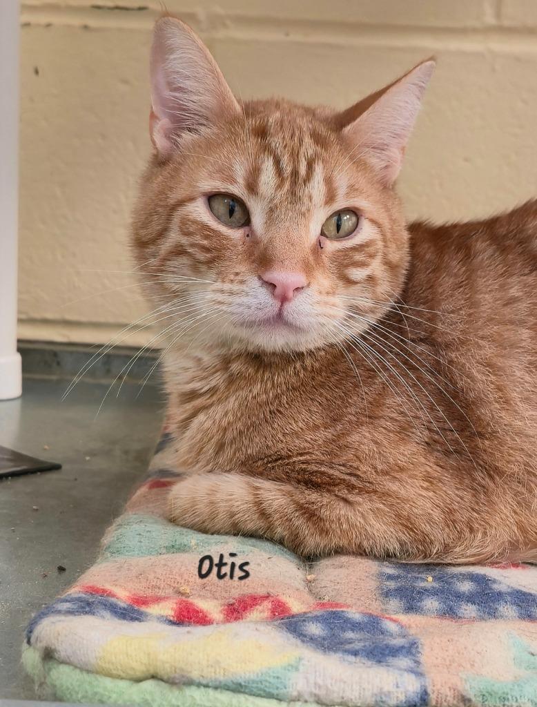 Otis, a Adoptable mixed breed in Cedar Rapids, IA image 1/4