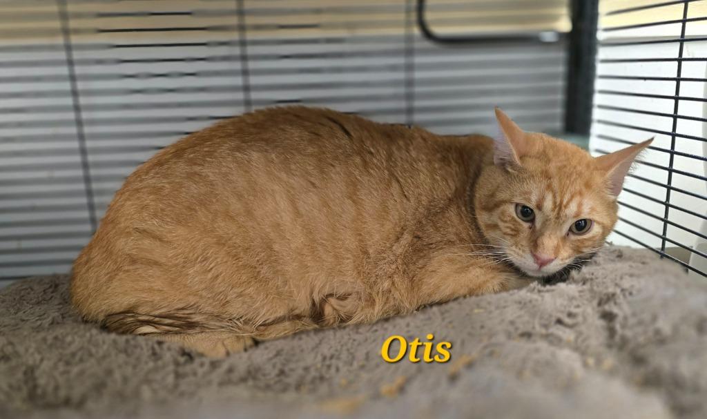 Otis, a Adoptable mixed breed in Cedar Rapids, IA image 2/4