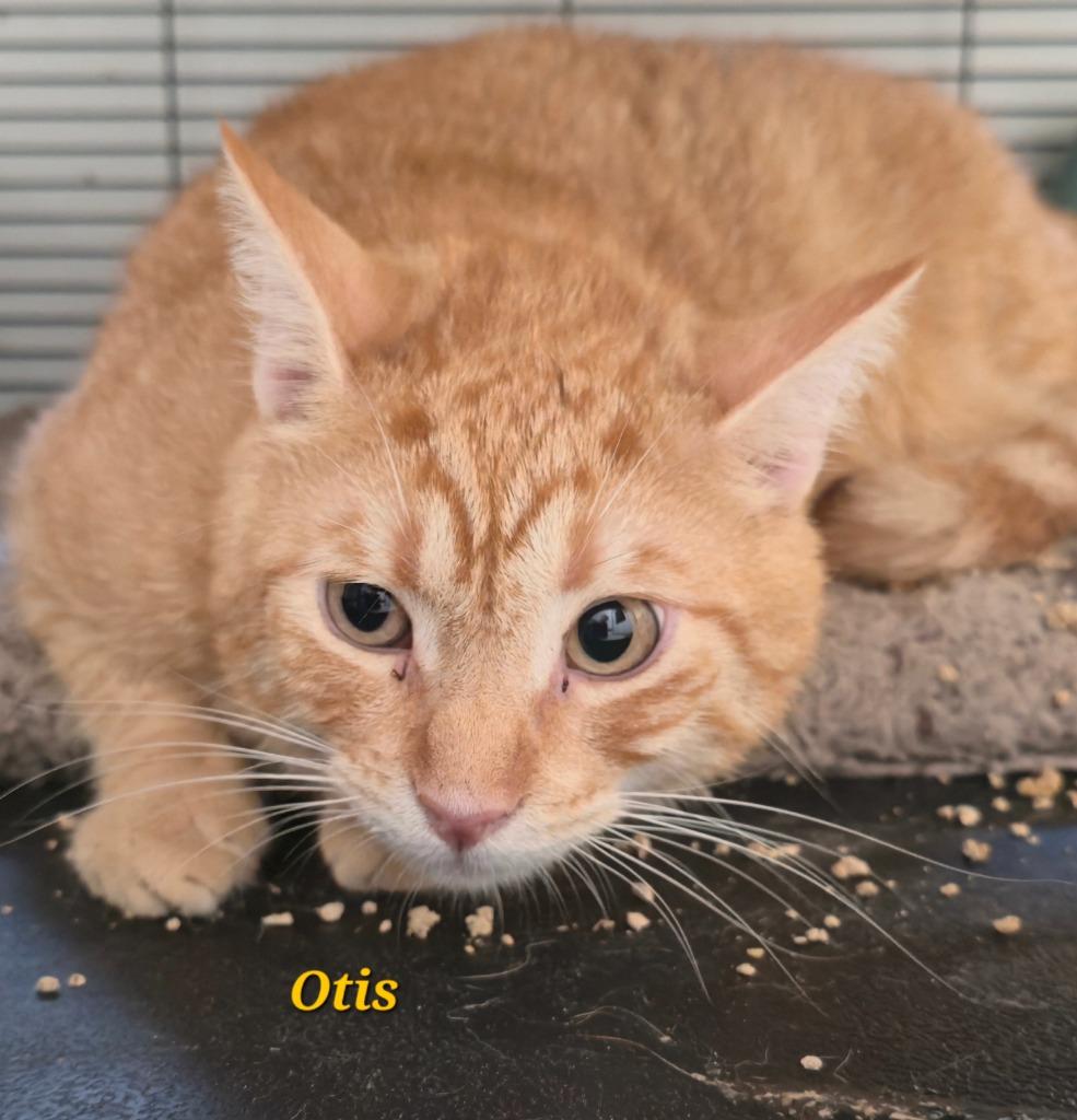 Otis, a Adoptable mixed breed in Cedar Rapids, IA image 3/4