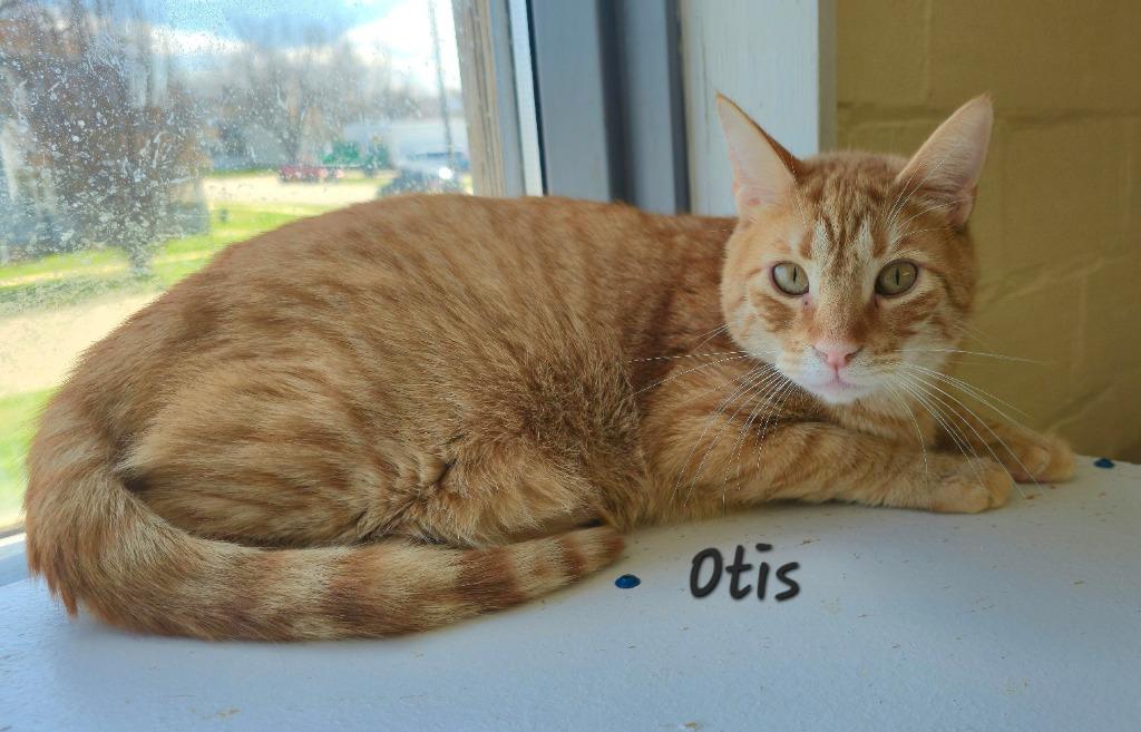 Otis, a Adoptable mixed breed in Cedar Rapids, IA image 4/4