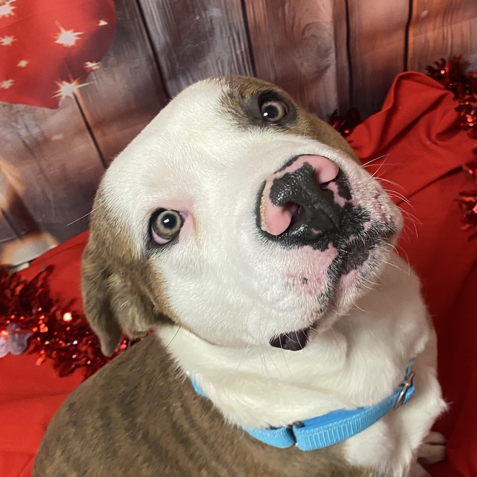 Enlarge Joey, an adopted Mixed Breed in Elyria, OH image 4/4