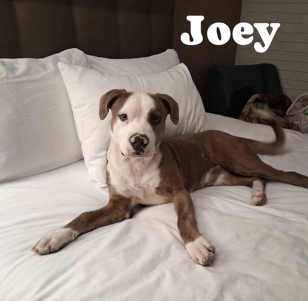 Enlarge Joey, an adopted Mixed Breed in Elyria, OH image 1/4