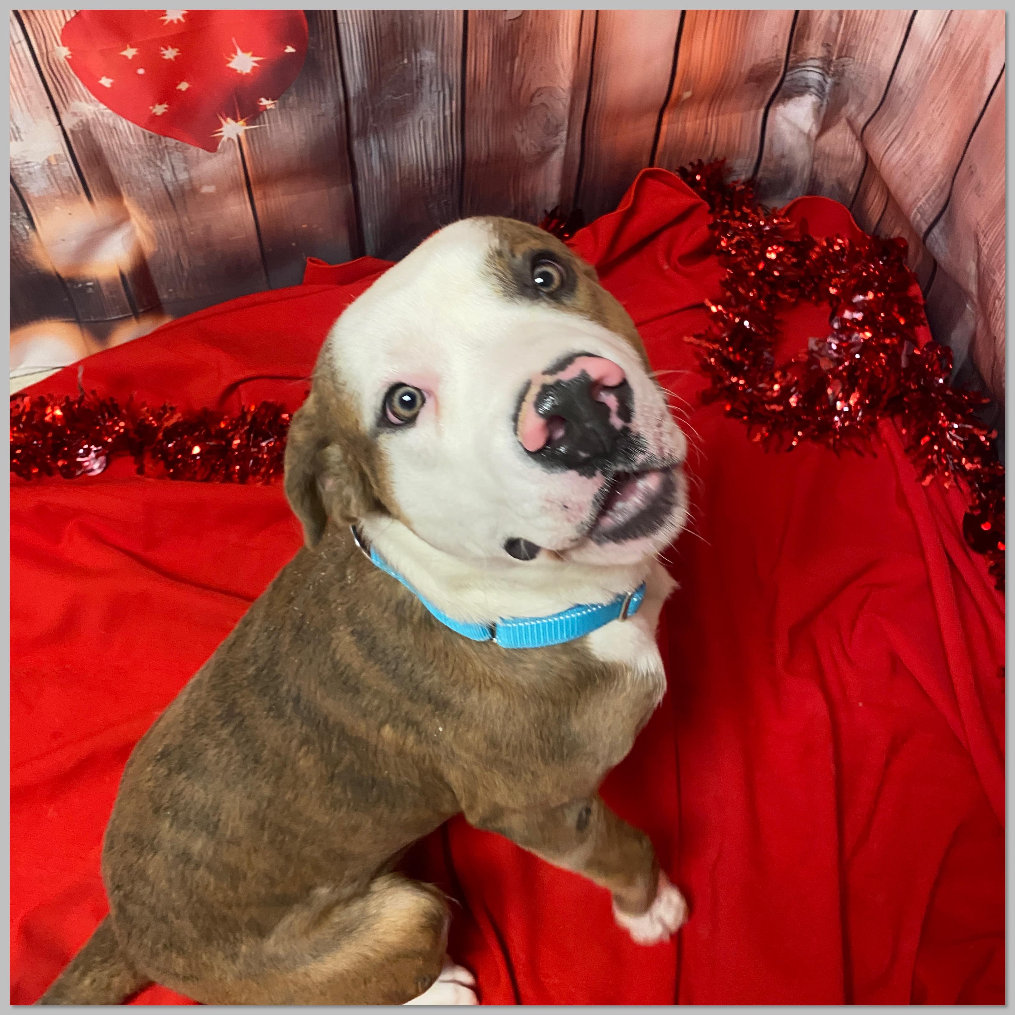 Enlarge Joey, an adopted Mixed Breed in Elyria, OH image 2/4