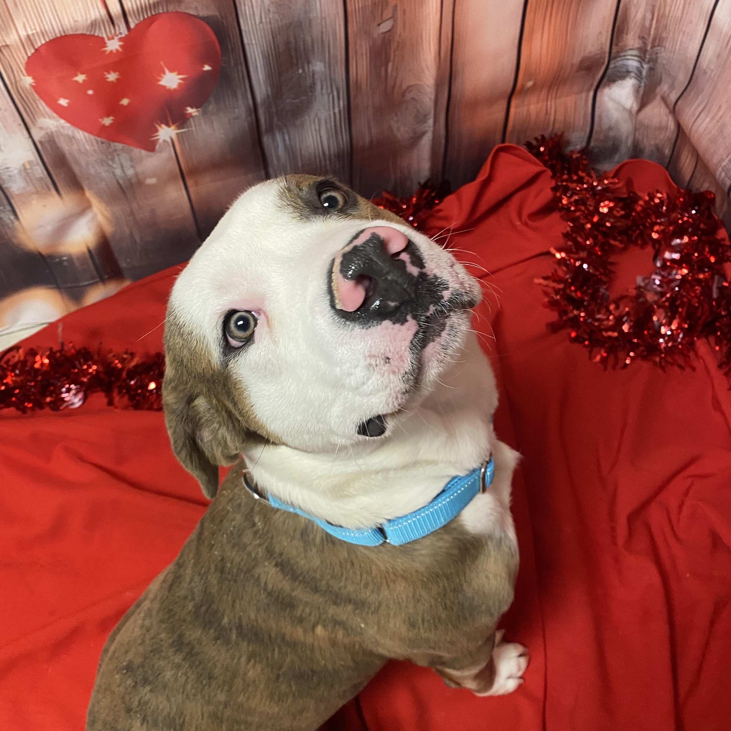 Enlarge Joey, an adopted Mixed Breed in Elyria, OH image 3/4