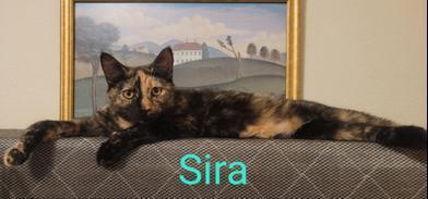 Sira — thumbnail 2