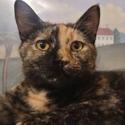 Sira — thumbnail 3