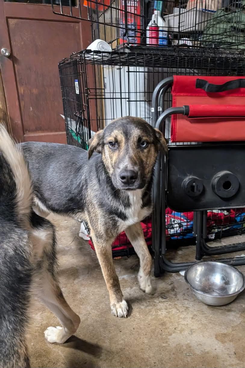 Stanley, Adopted, Young Male Husky & Dalmatian.