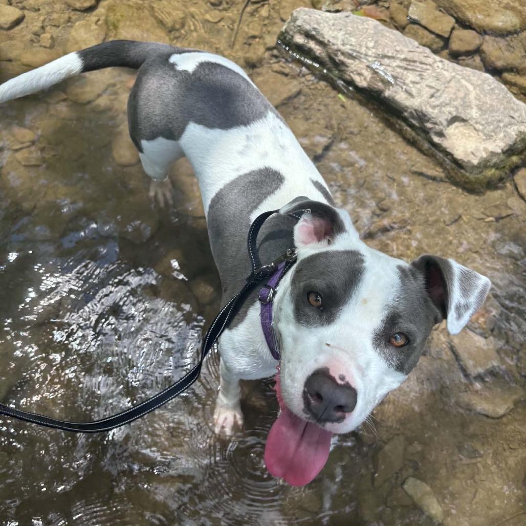 Alabama, Adoptable, Adult Female Pit Bull Terrier.