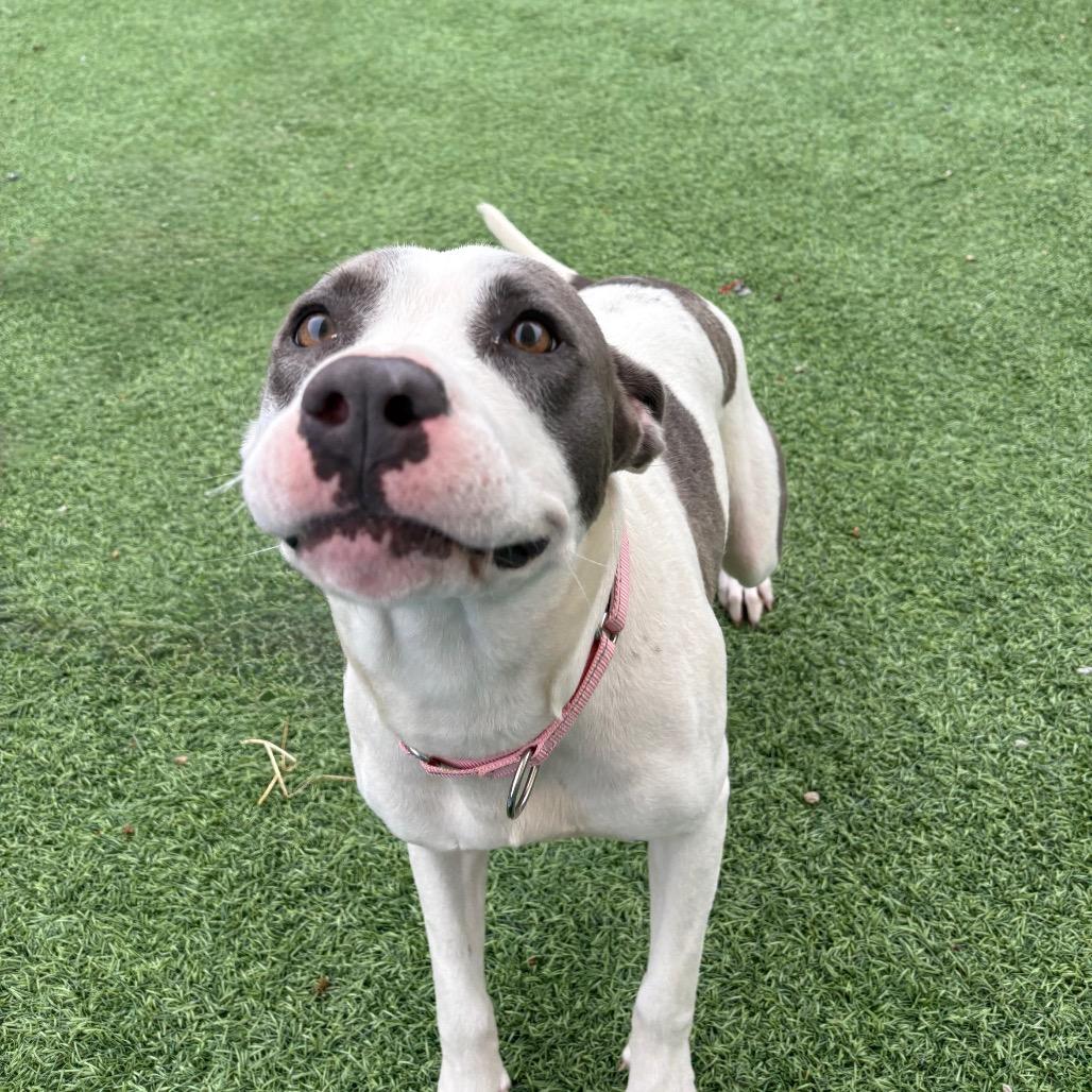 Alabama, Adoptable, Adult Female Pit Bull Terrier.