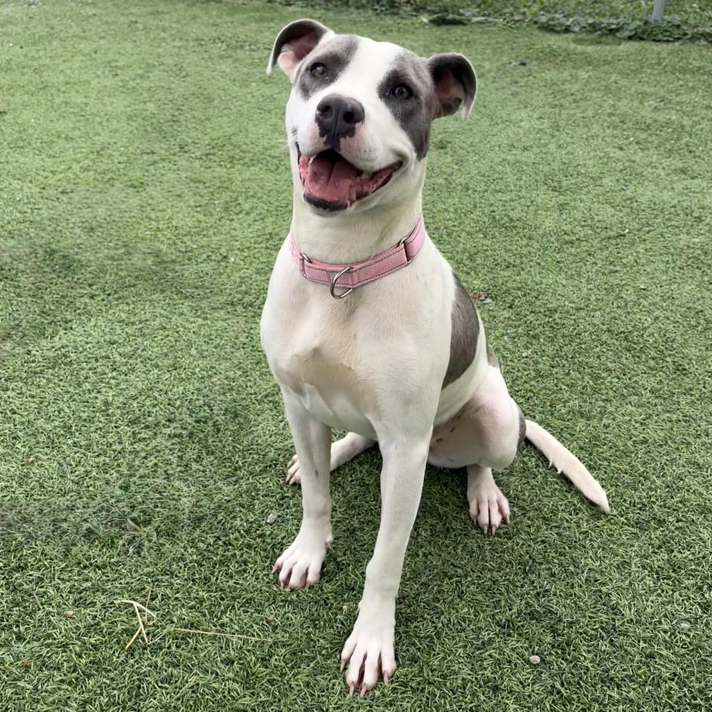 Alabama, a Adoptable Pit Bull Terrier in Batavia, OH image 2/6