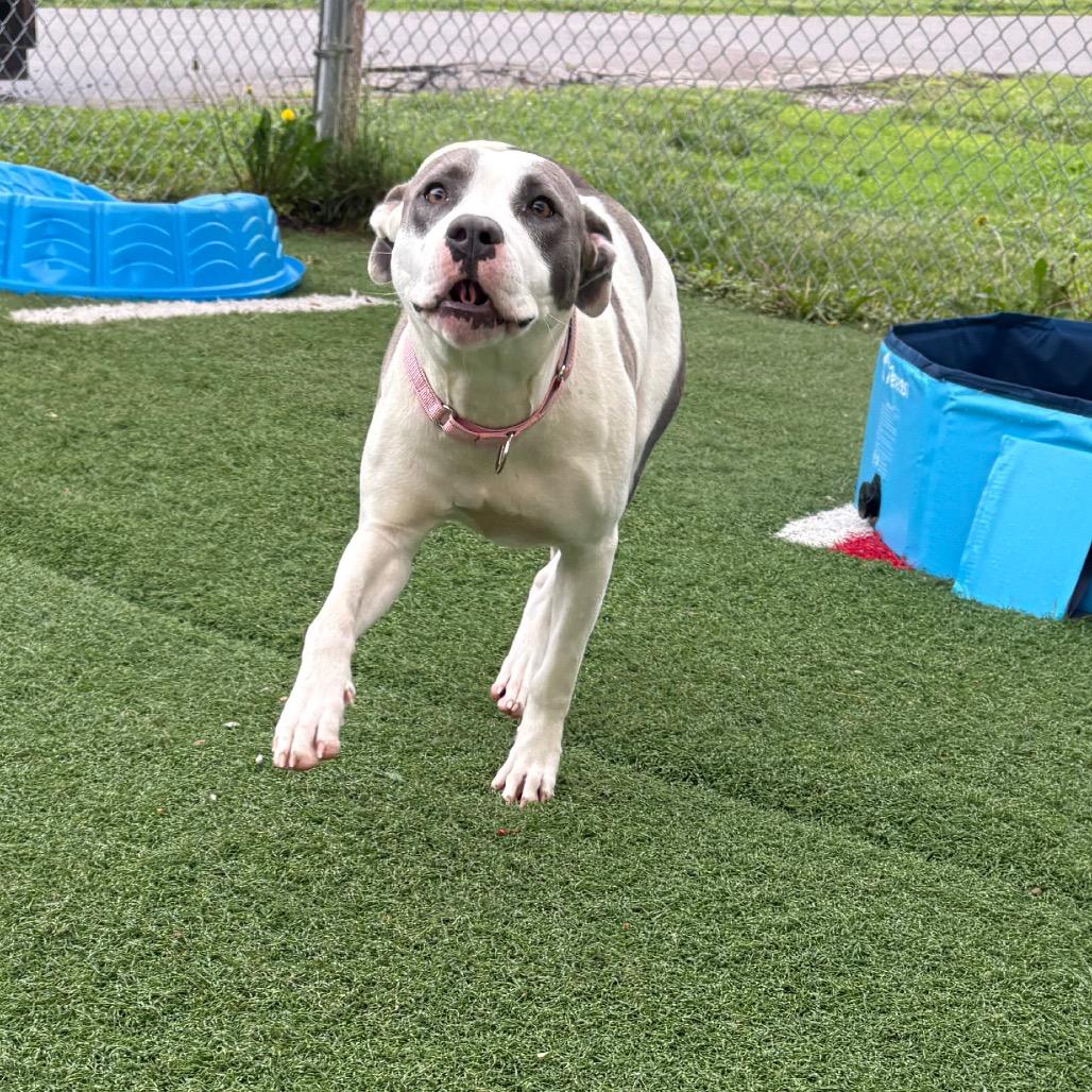 Alabama, a Adoptable Pit Bull Terrier in Batavia, OH image 3/6