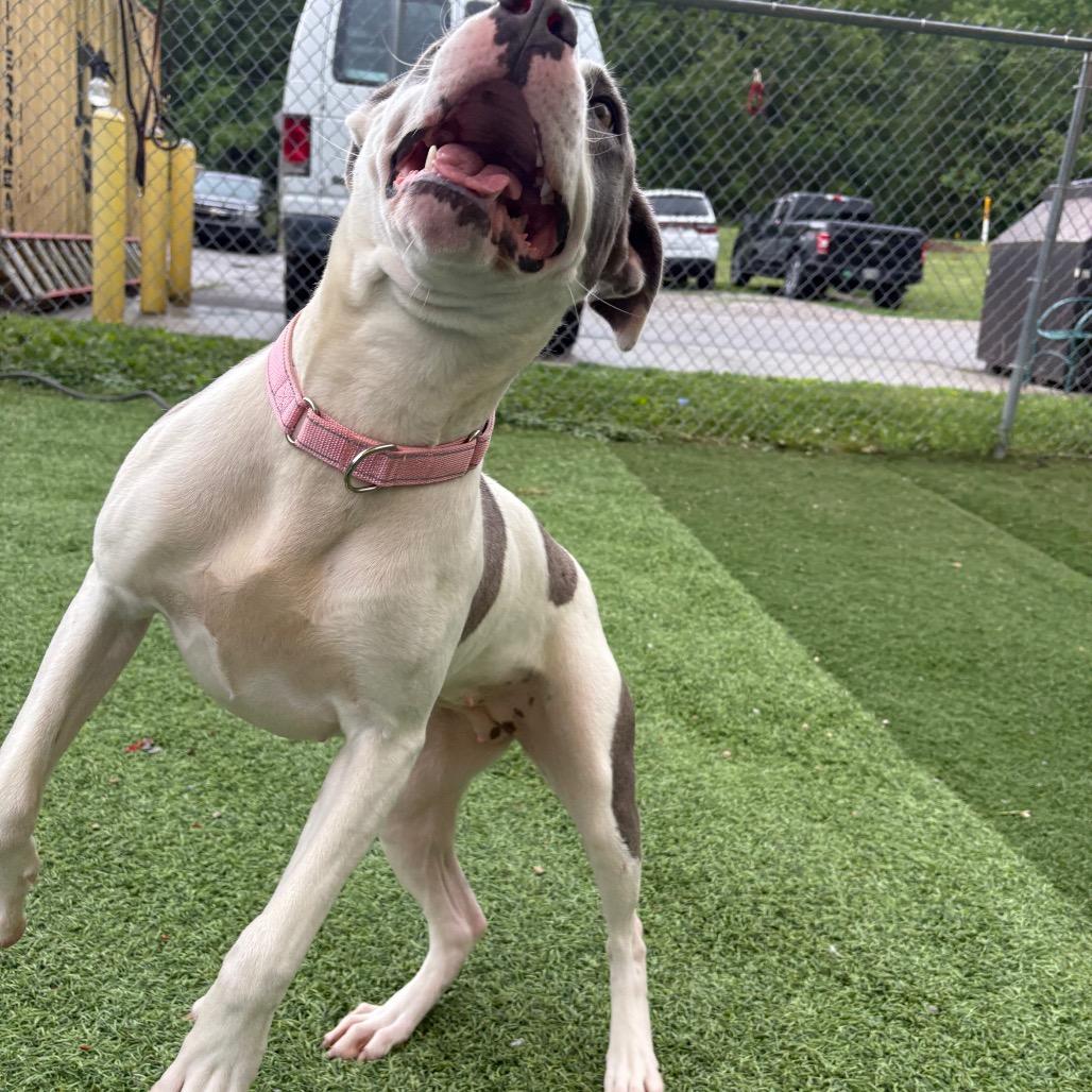 Alabama, a Adoptable Pit Bull Terrier in Batavia, OH image 4/6