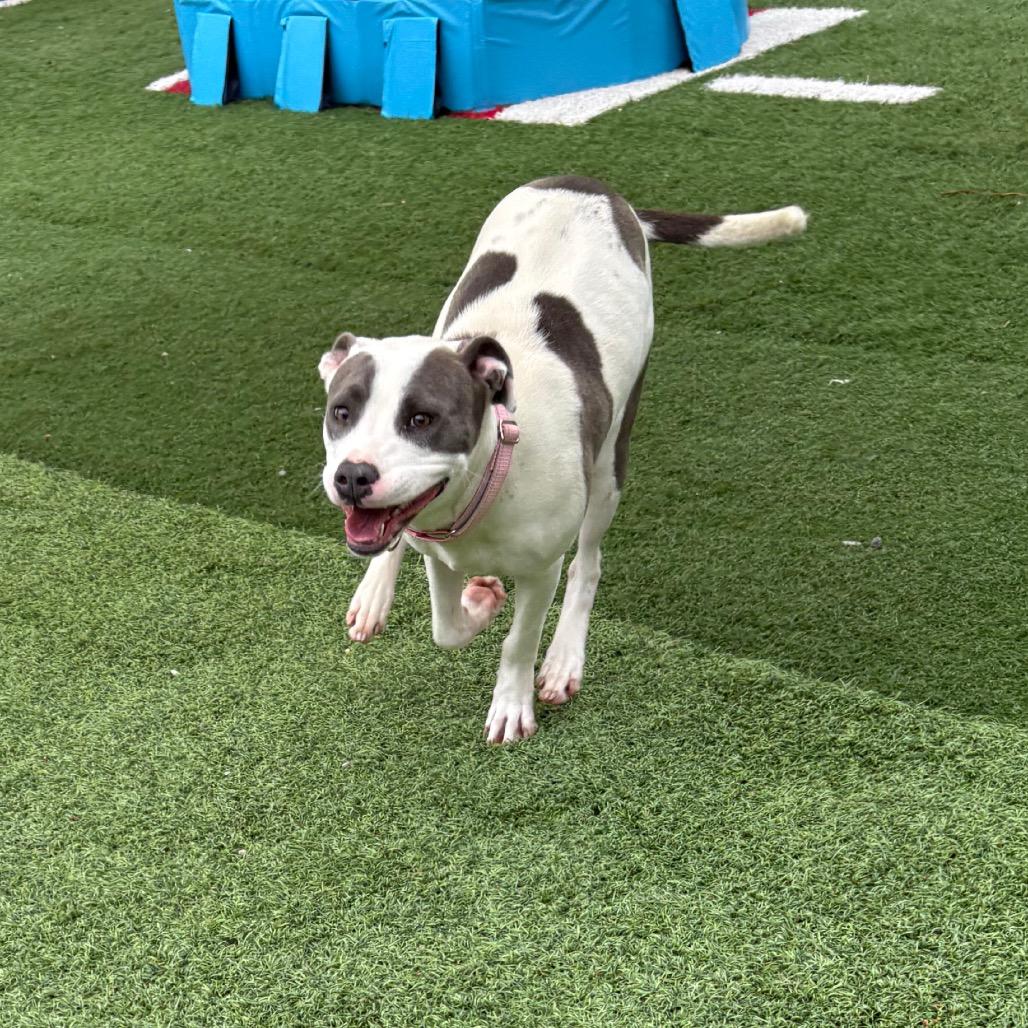 Alabama, a Adoptable Pit Bull Terrier in Batavia, OH image 5/6