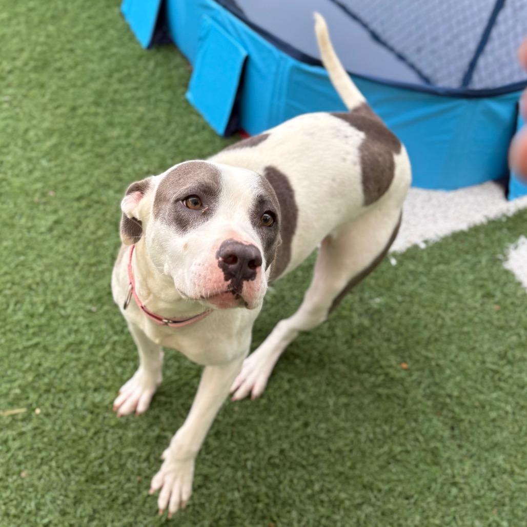 Alabama, a Adoptable Pit Bull Terrier in Batavia, OH image 6/6