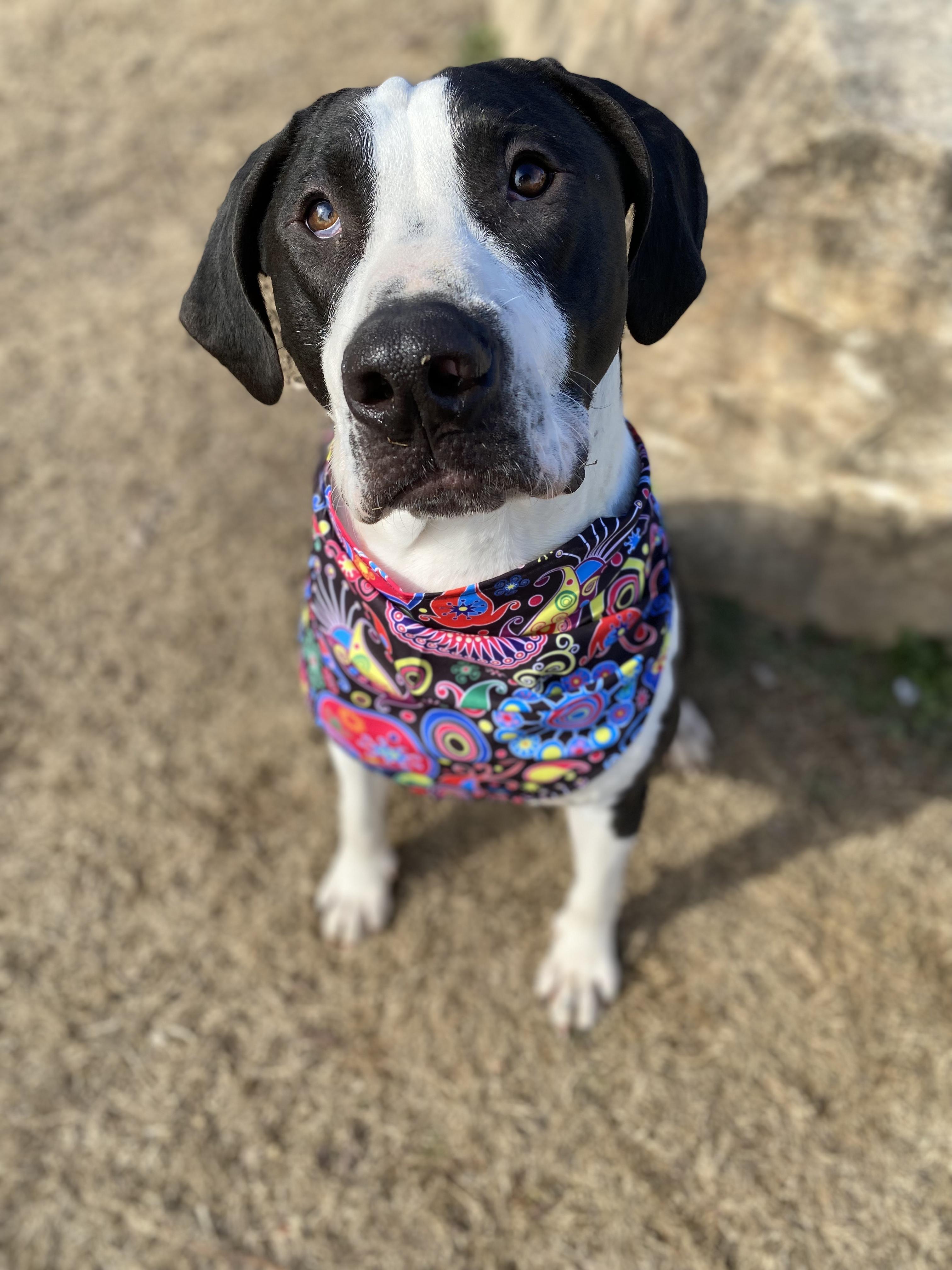 Shakes Hodge Podge thumbnail 3