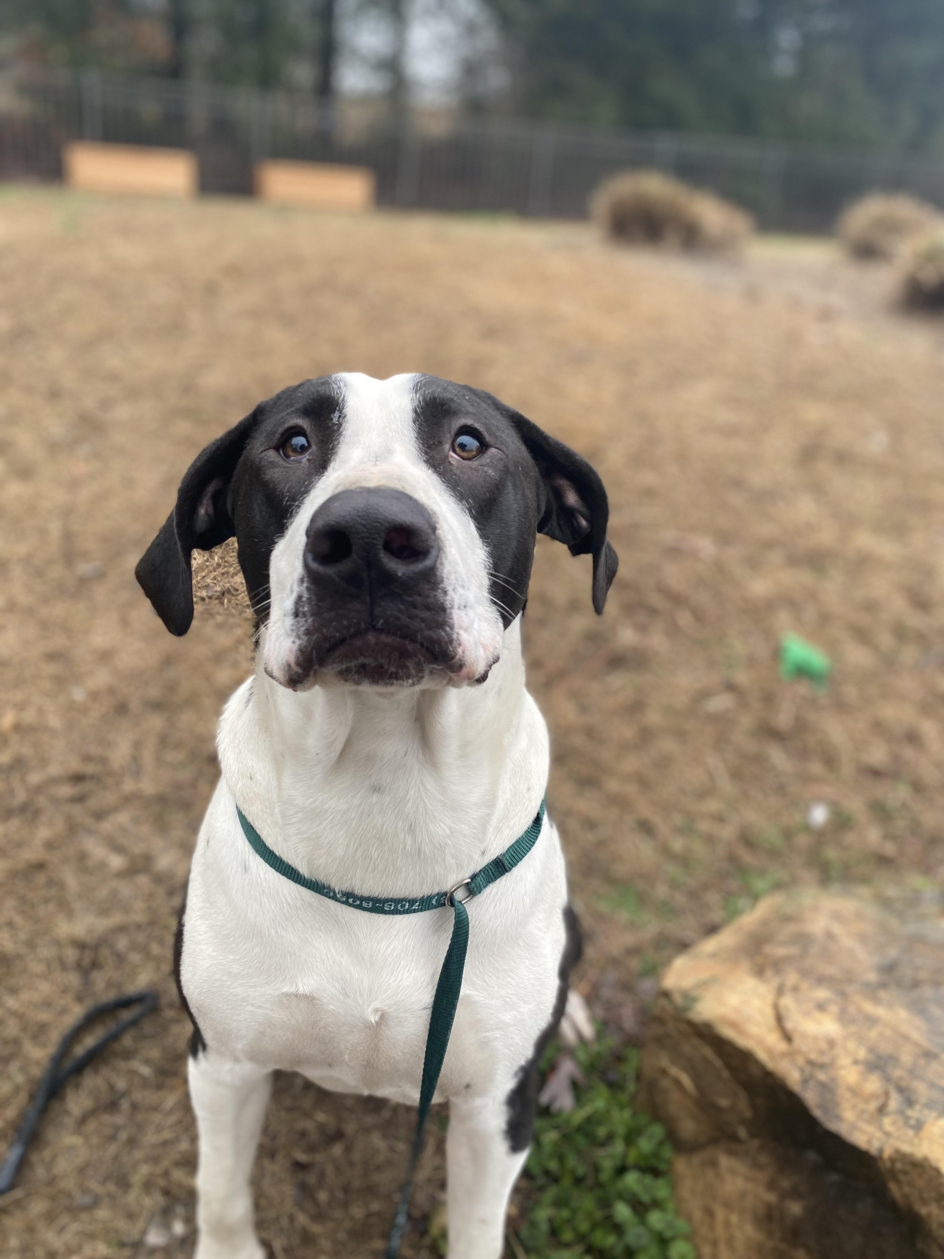 Shakes Hodge Podge thumbnail 4