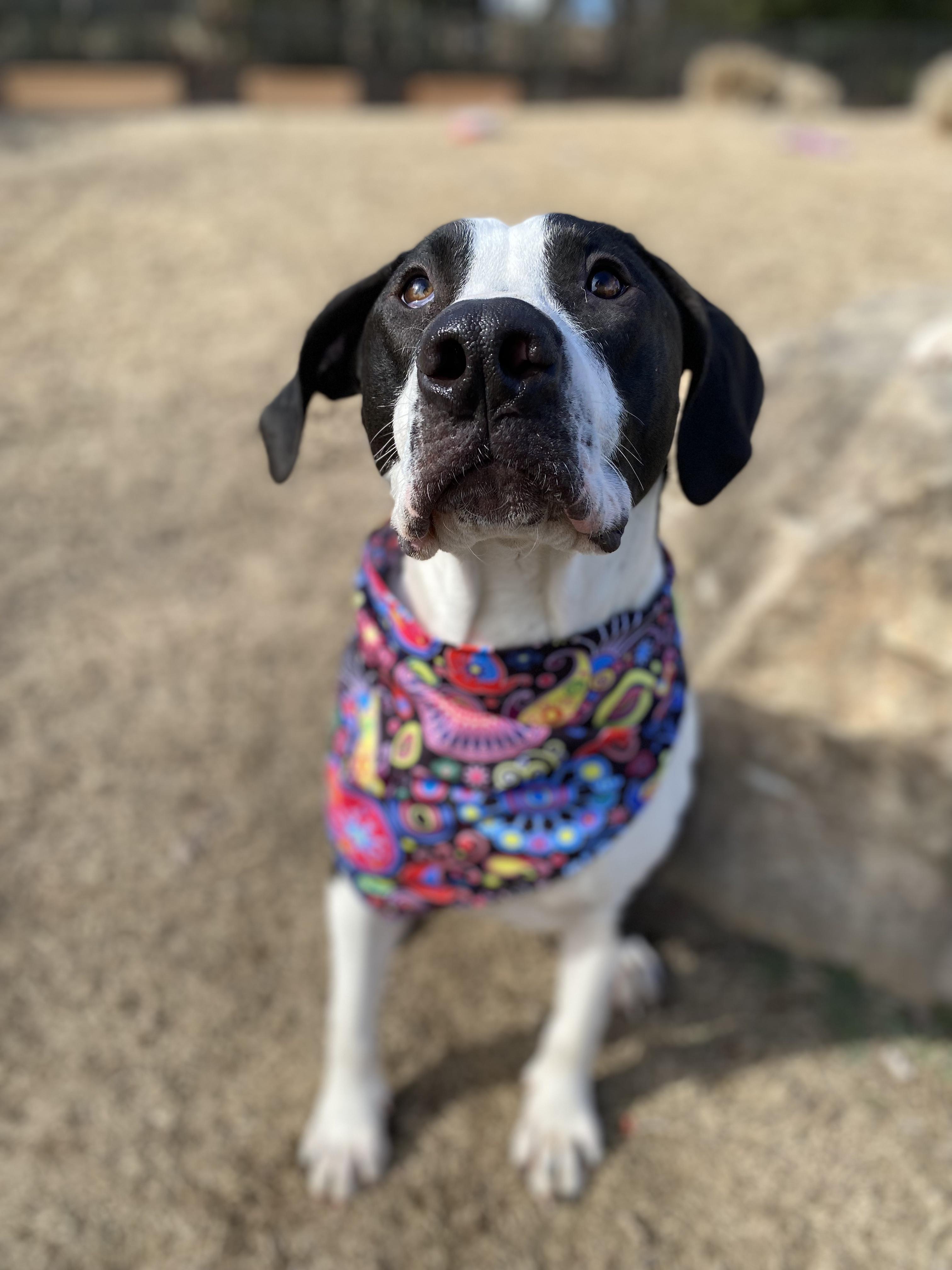 Shakes Hodge Podge thumbnail 5