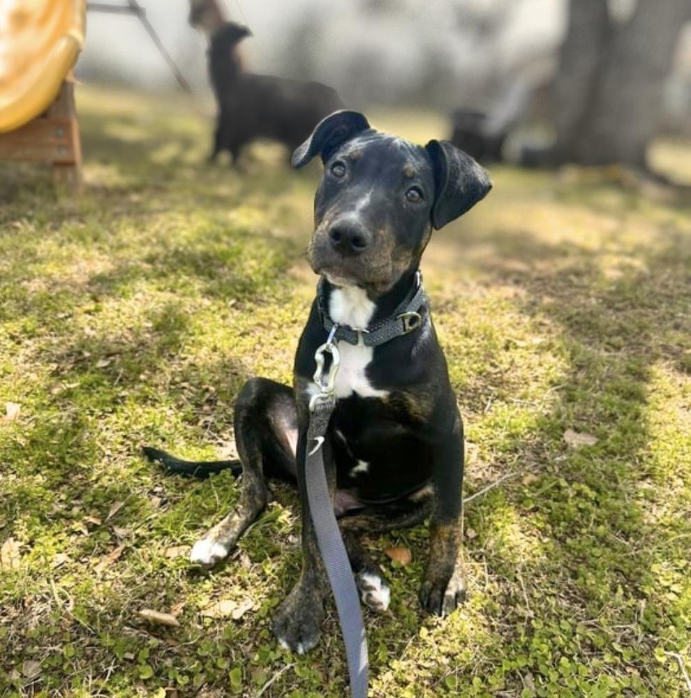 Slick, a Adoptable mixed breed in Saugus, MA image 1/2