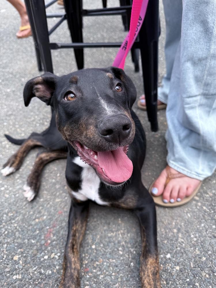 Slick, a Adoptable mixed breed in Saugus, MA image 2/6