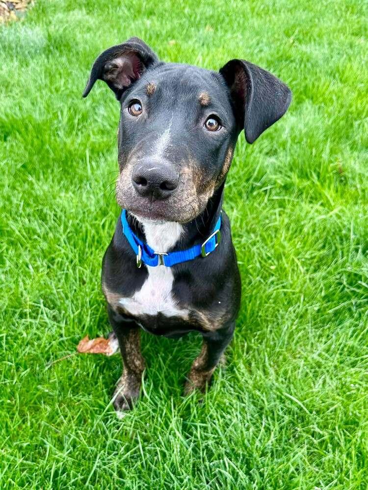Slick, a Adoptable mixed breed in Saugus, MA image 2/2