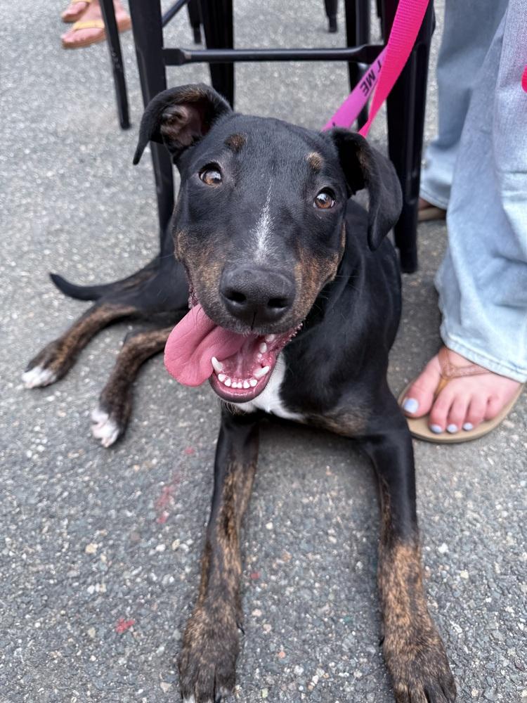 Slick, a Adoptable mixed breed in Saugus, MA image 4/6