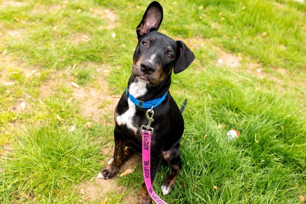 Slick, a Adoptable mixed breed in Saugus, MA image 5/6