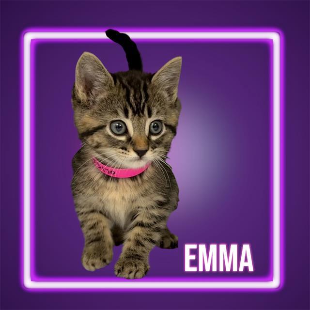 EMMA, Adoptable, Kitten Female Domestic Short Hair & Domestic Short Hair.