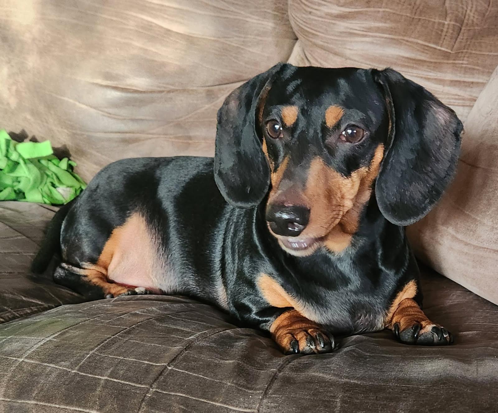 Enlarge Benjamin, a Adoptable Dachshund in Tucson, AZ image 2/6