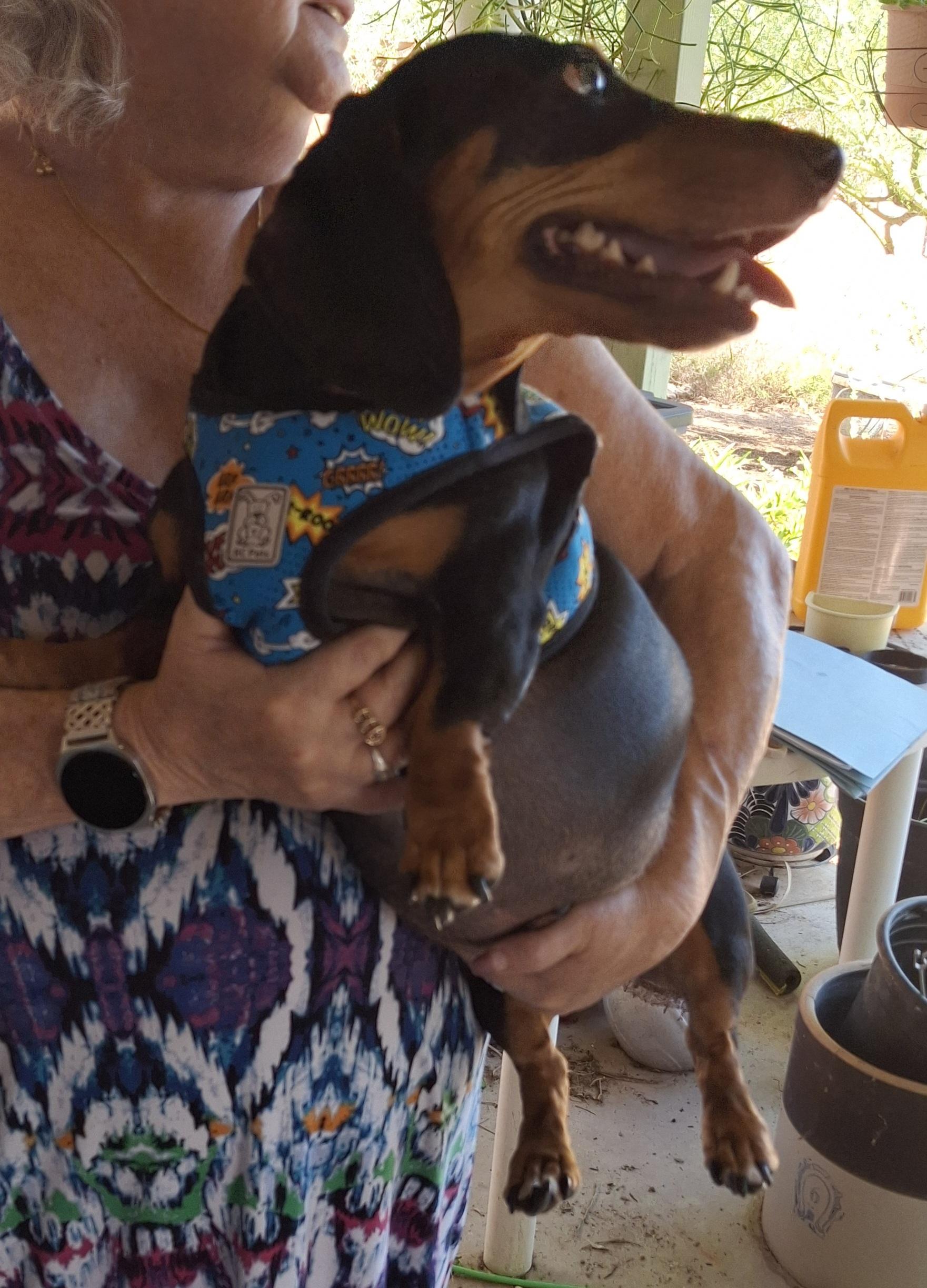 Enlarge Benjamin, a Adoptable Dachshund in Tucson, AZ image 4/6