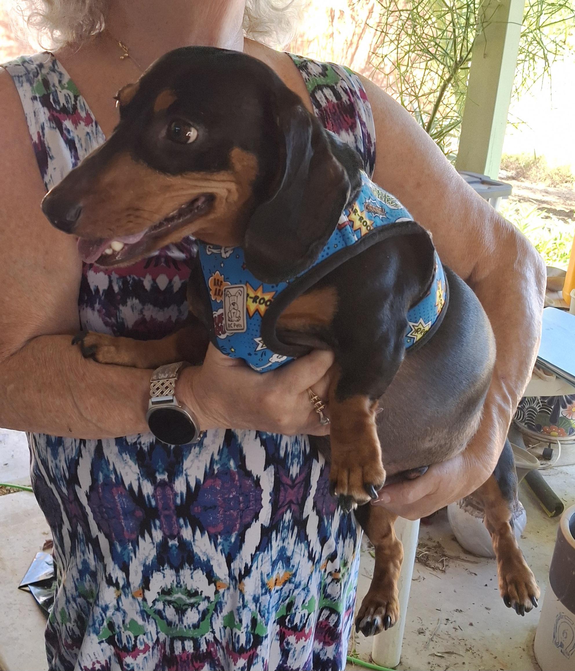 Enlarge Benjamin, a Adoptable Dachshund in Tucson, AZ image 3/6